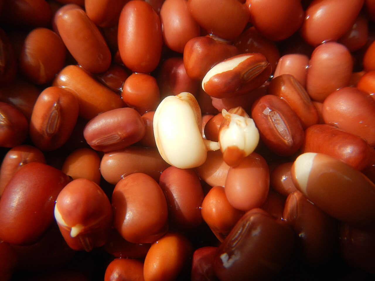 Adzuki bean