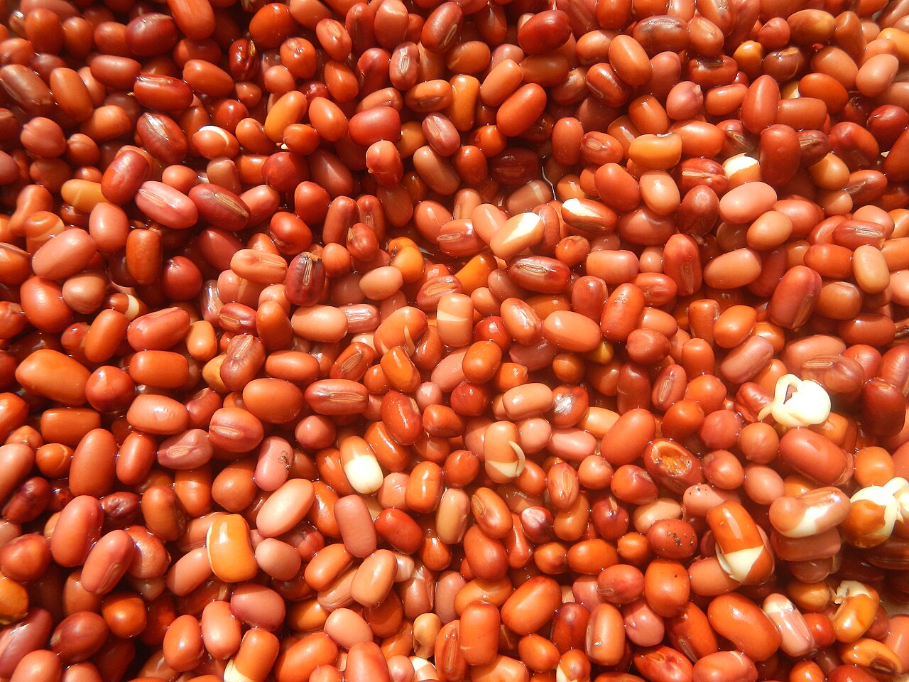 Adzuki bean