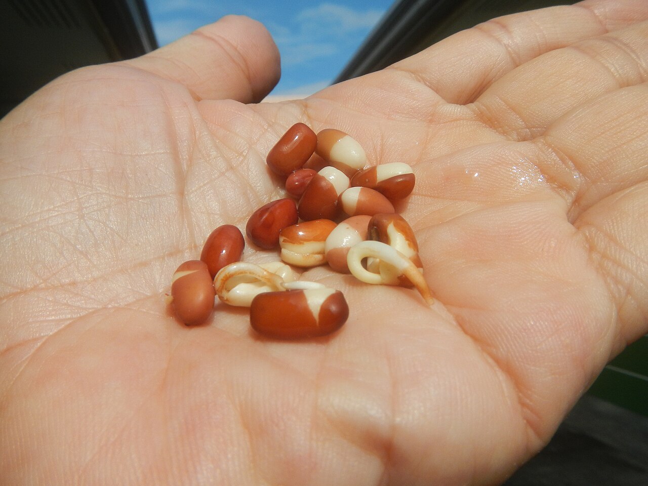Adzuki bean